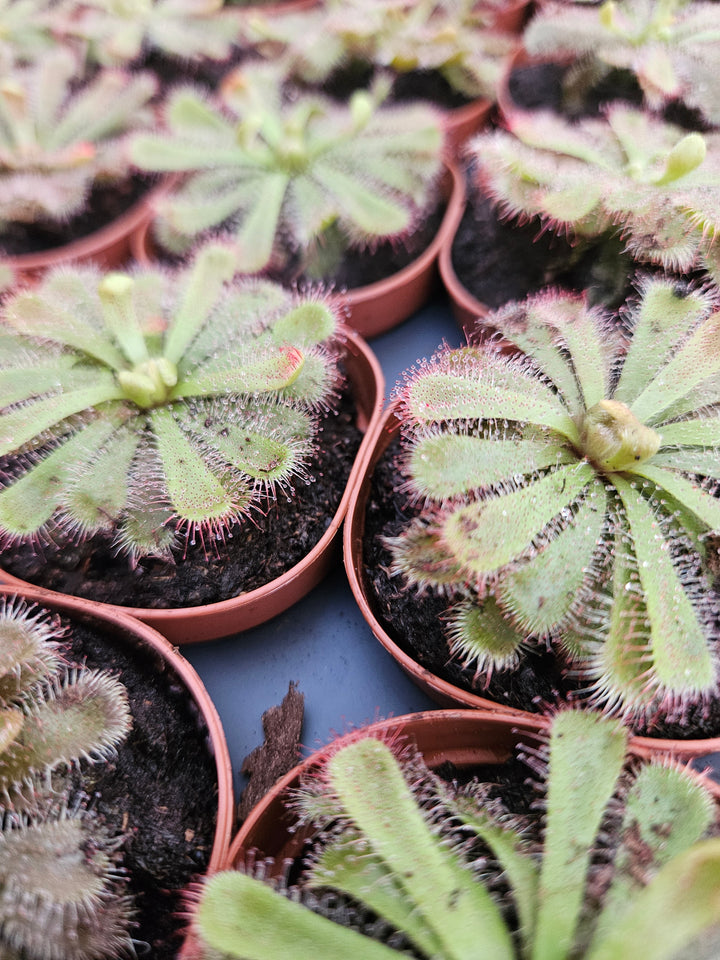 Drosera Aliciae