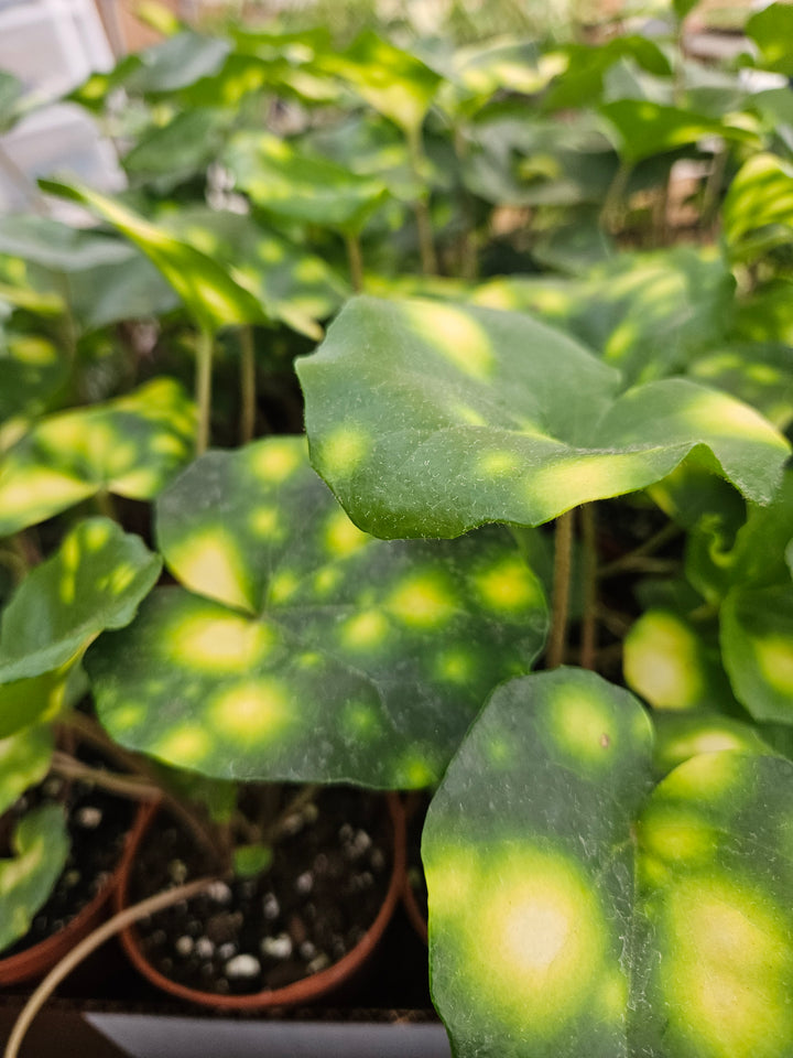 Variegated Tractor Seat "Fire Fly" (4in)