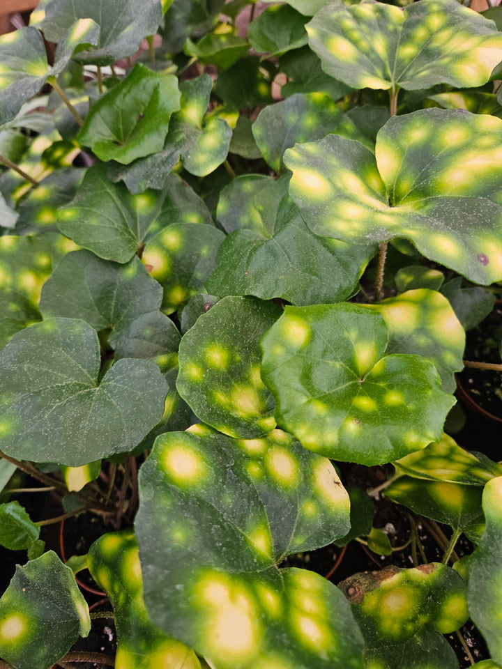 Variegated Tractor Seat "Fire Fly" (4in)