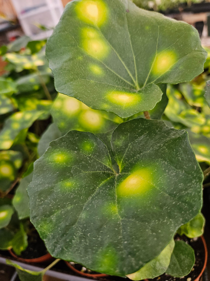 Variegated Tractor Seat "Fire Fly" (4in)