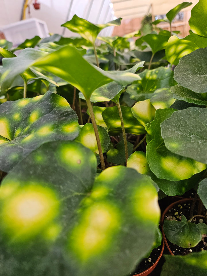 Variegated Tractor Seat "Fire Fly" (4in)