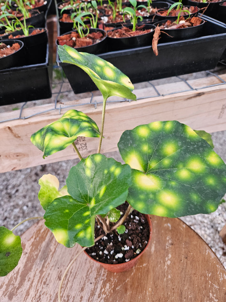 Variegated Tractor Seat "Fire Fly" (4in)
