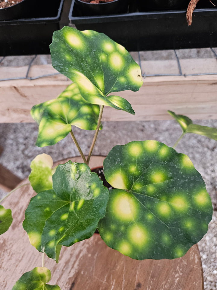 Variegated Tractor Seat "Fire Fly" (4in)