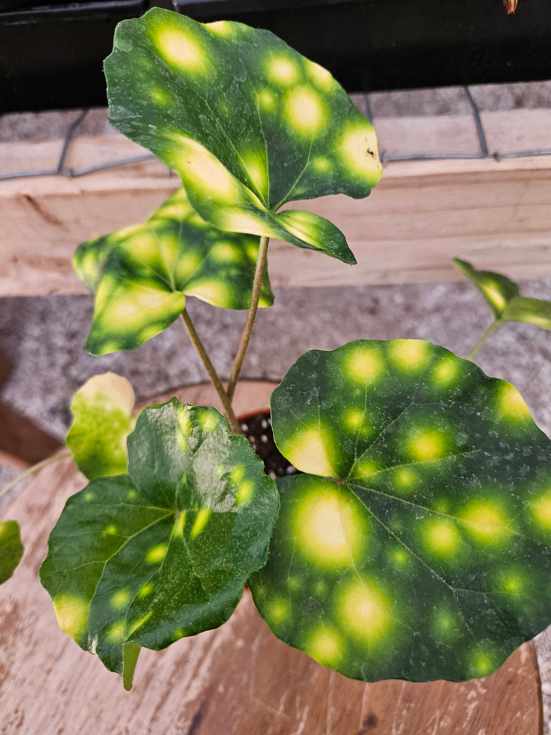 Variegated Tractor Seat "Fire Fly" (4in)