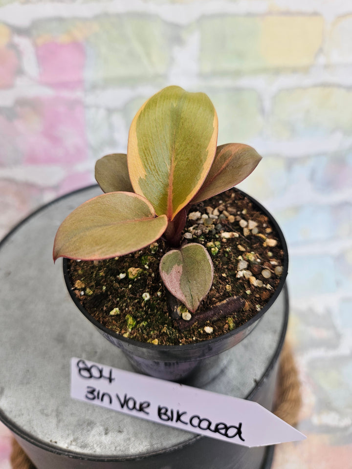 Philodendron Variegated Black Cardinal (3in)-804