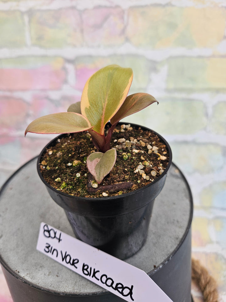 Philodendron Variegated Black Cardinal (3in)-804