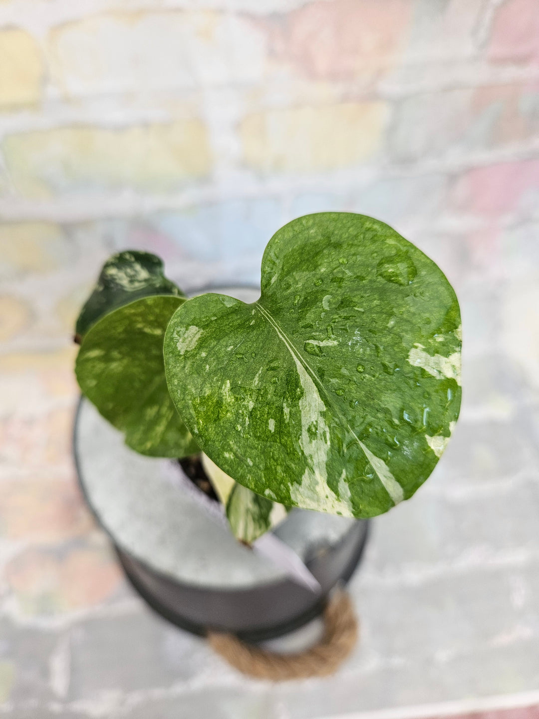 Monstera Deliciosa Mint (3in)-808