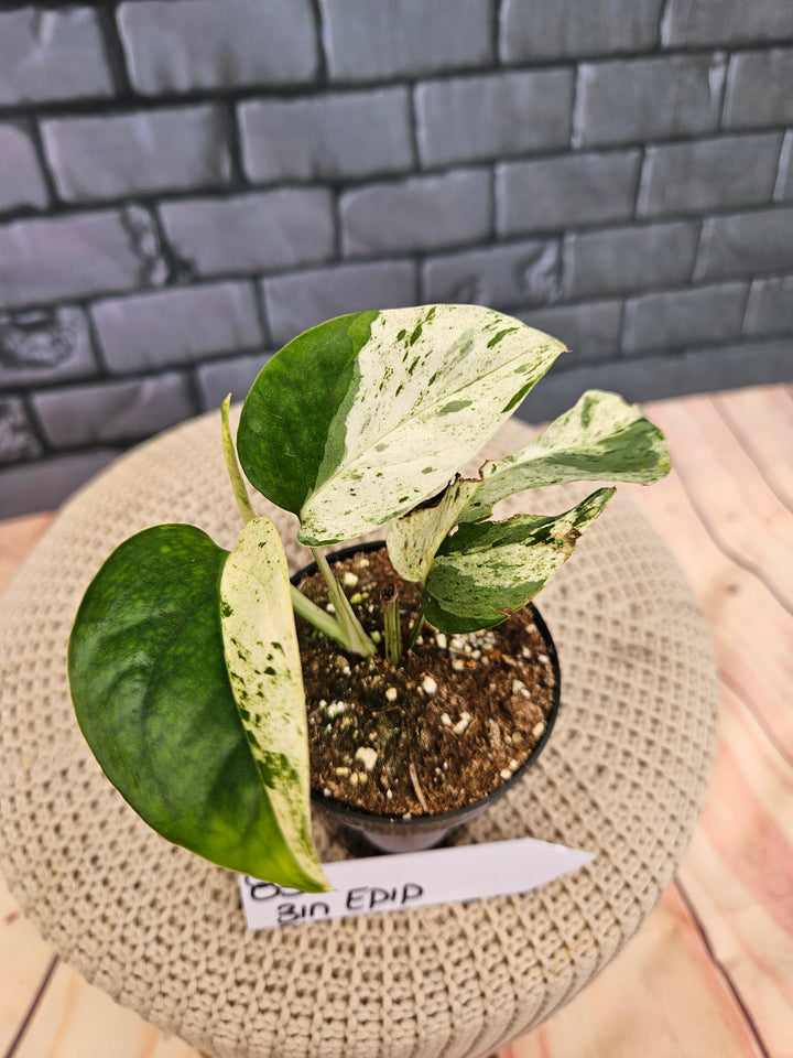 Epipremnum Pinnatrum Marble (3in)-835