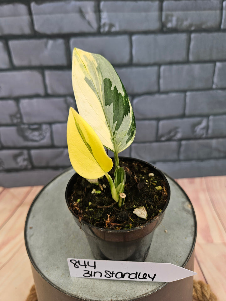 Monstera Standleyana Aurea (3in)-844