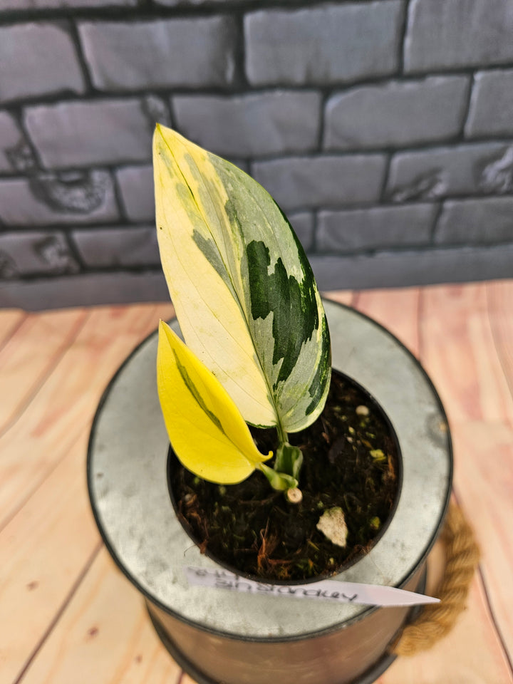 Monstera Standleyana Aurea (3in)-844