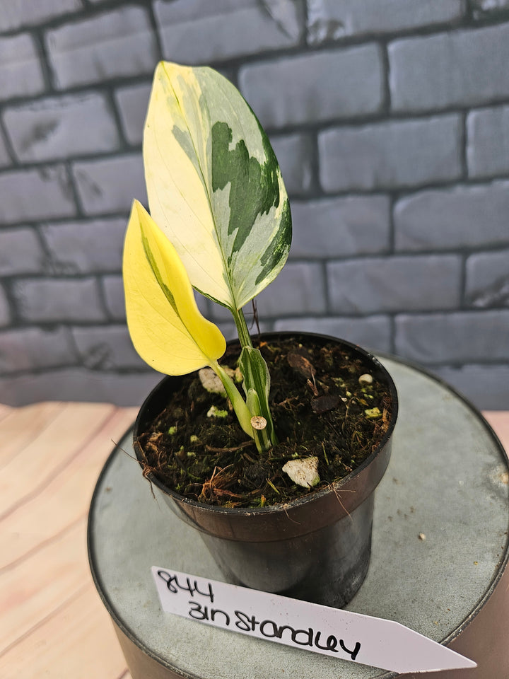 Monstera Standleyana Aurea (3in)-844