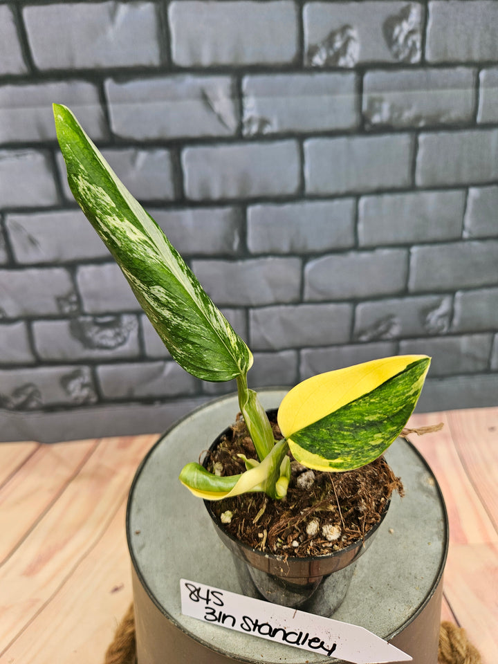 Monstera Standleyana Aurea (3in)-845