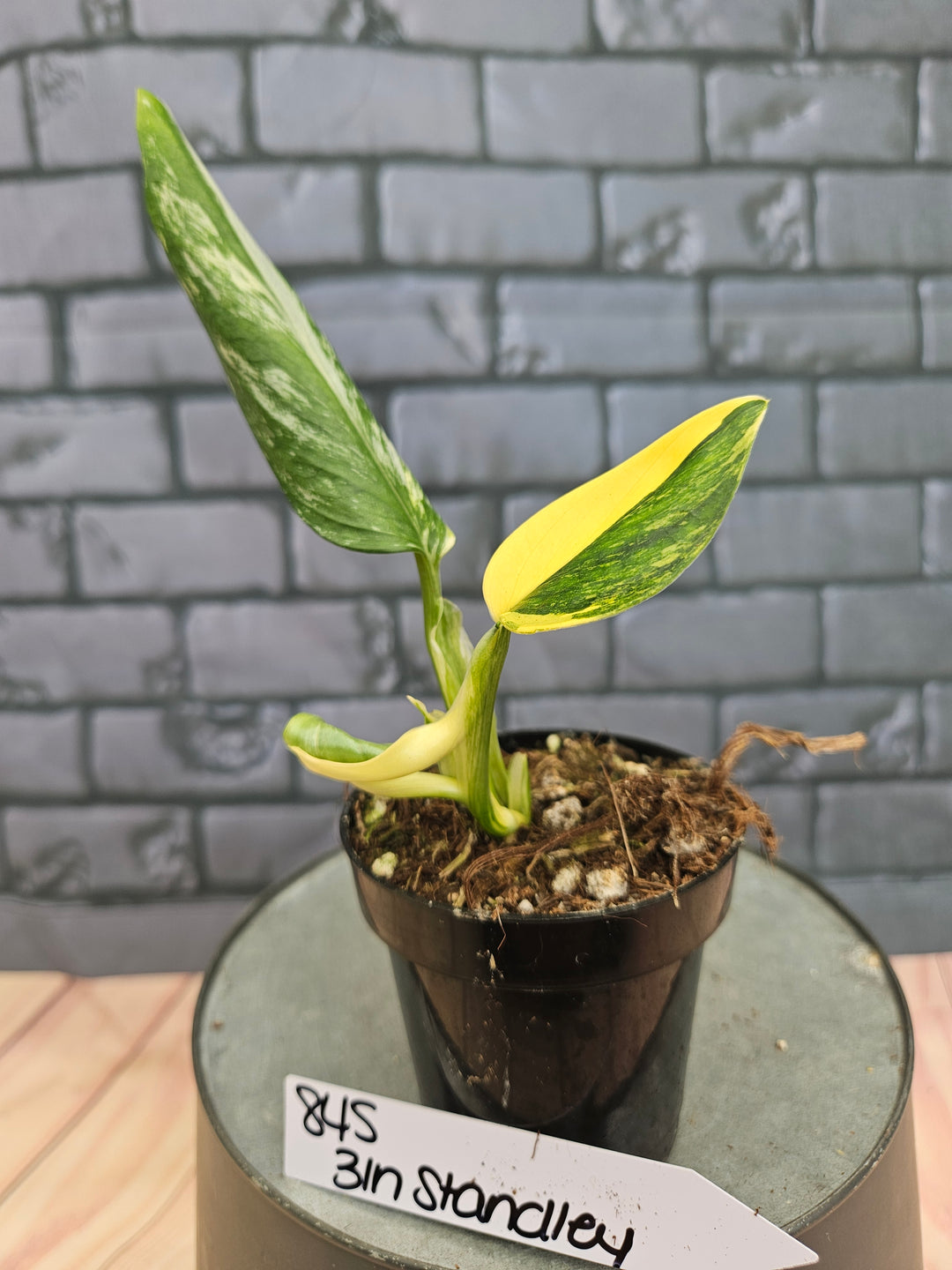 Monstera Standleyana Aurea (3in)-845