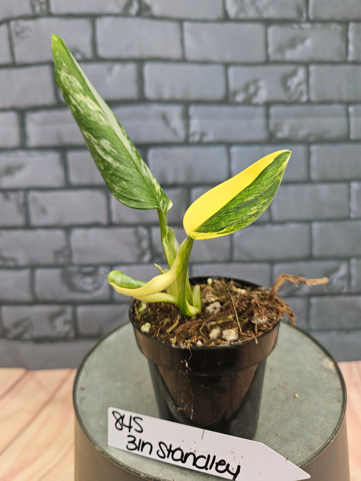 Monstera Standleyana Aurea (3in)-845
