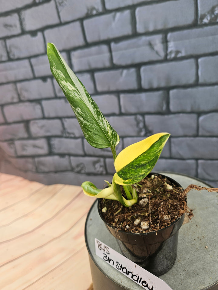 Monstera Standleyana Aurea (3in)-845