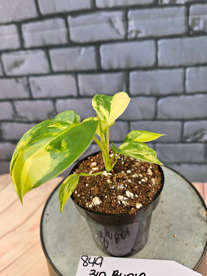 Philodendron Burle Marx (3in)-849