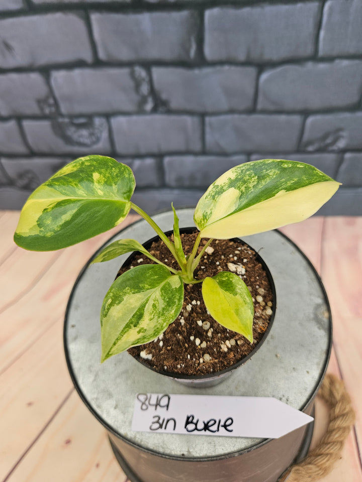 Philodendron Burle Marx (3in)-849