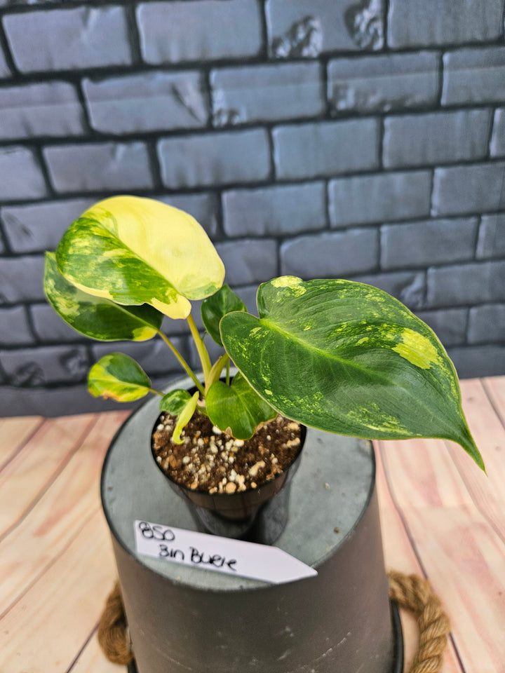 Philodendron Burle Marx (3in)-850