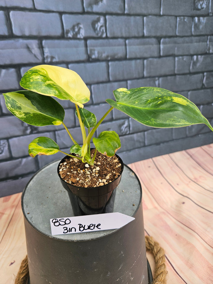 Philodendron Burle Marx (3in)-850