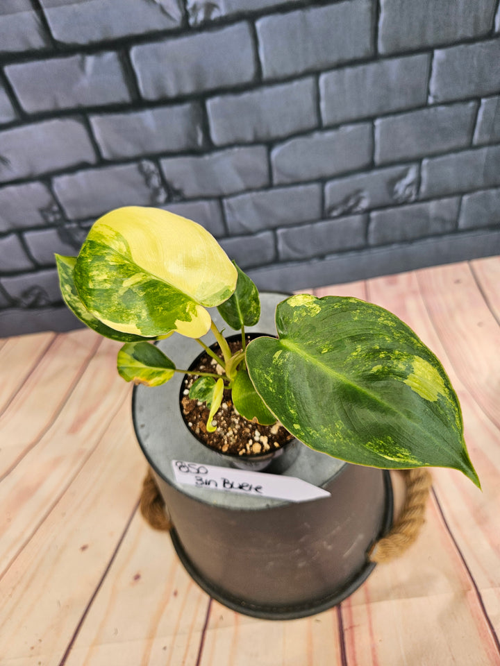 Philodendron Burle Marx (3in)-850