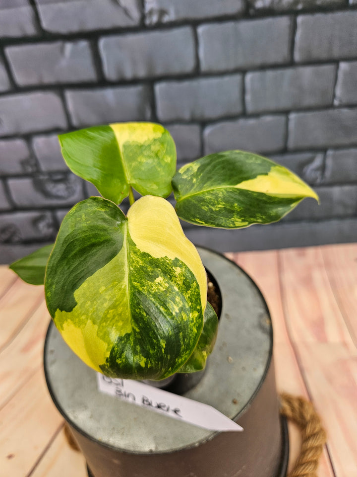Philodendron Burle Marx (3in)-851