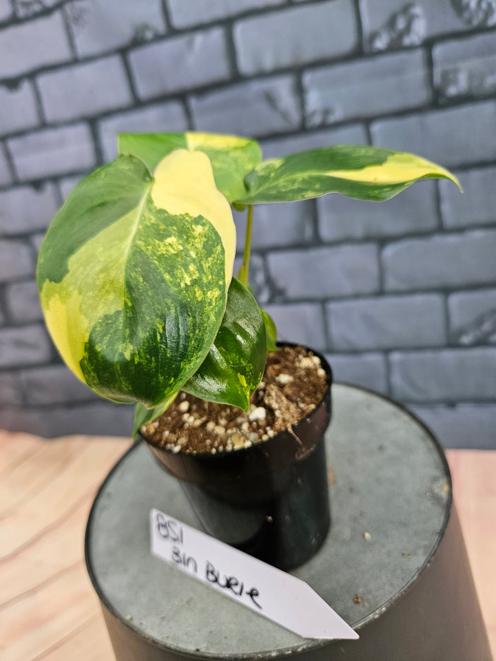 Philodendron Burle Marx (3in)-851