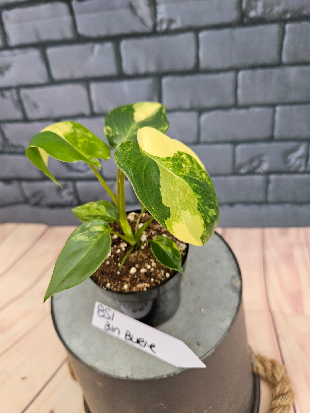 Philodendron Burle Marx (3in)-851