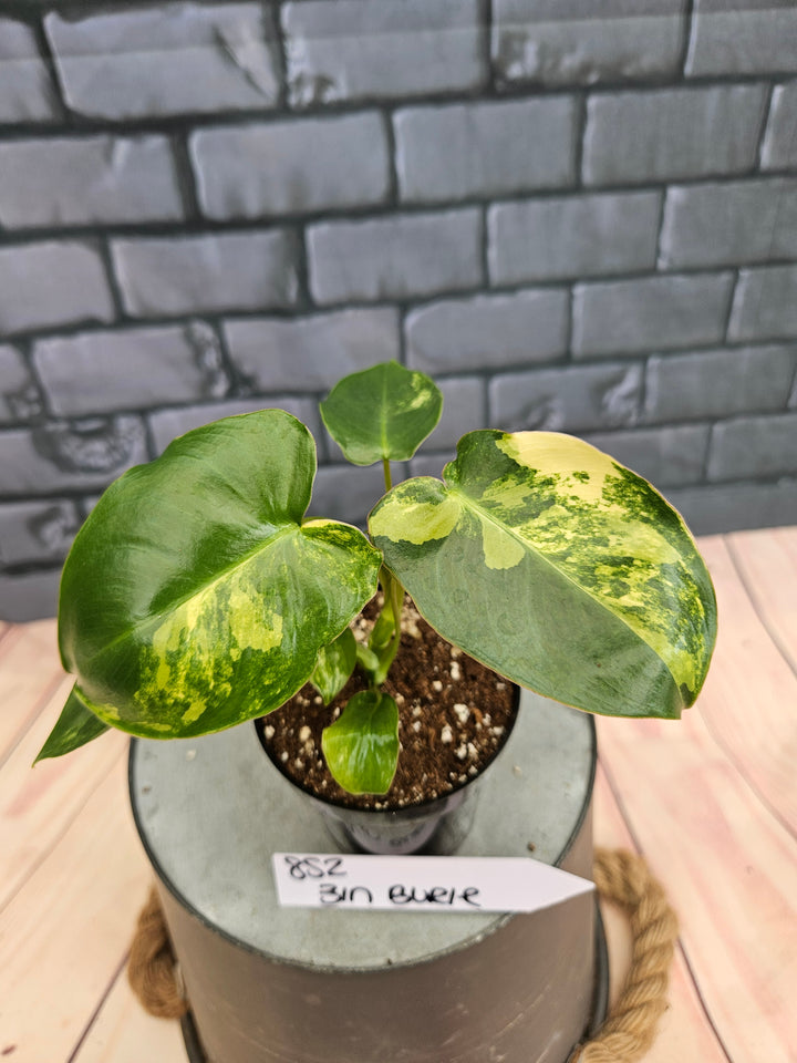 Philodendron Burle Marx (3in)-852