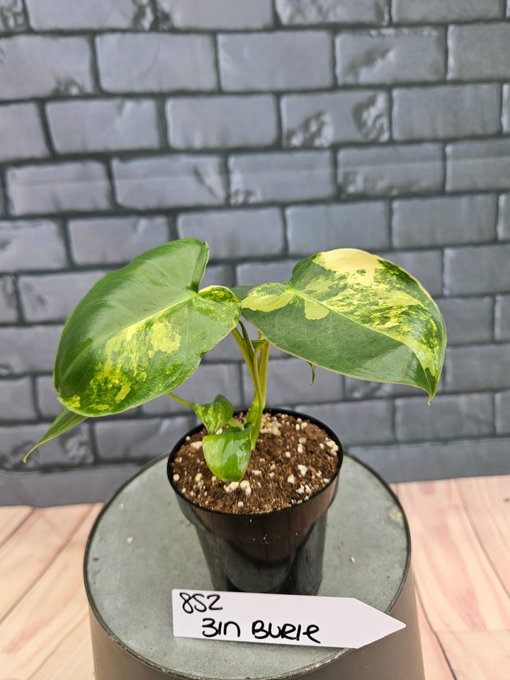 Philodendron Burle Marx (3in)-852