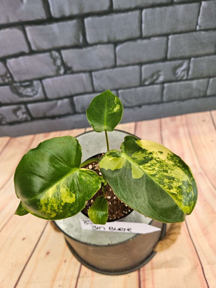 Philodendron Burle Marx (3in)-852