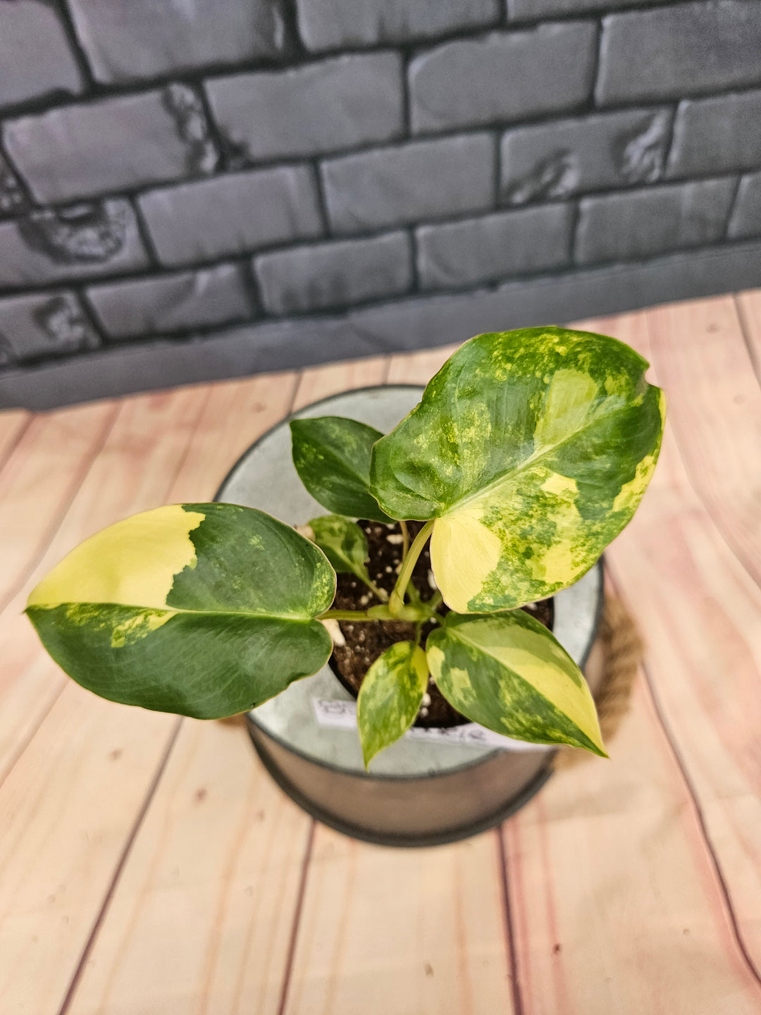 Philodendron Burle Marx (3in)-853