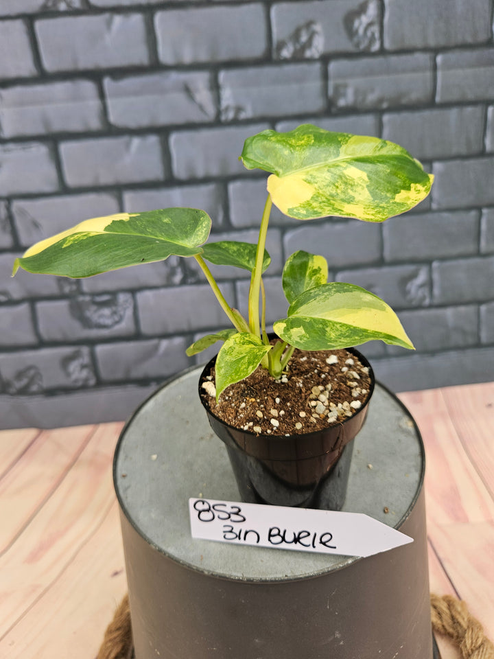 Philodendron Burle Marx (3in)-853