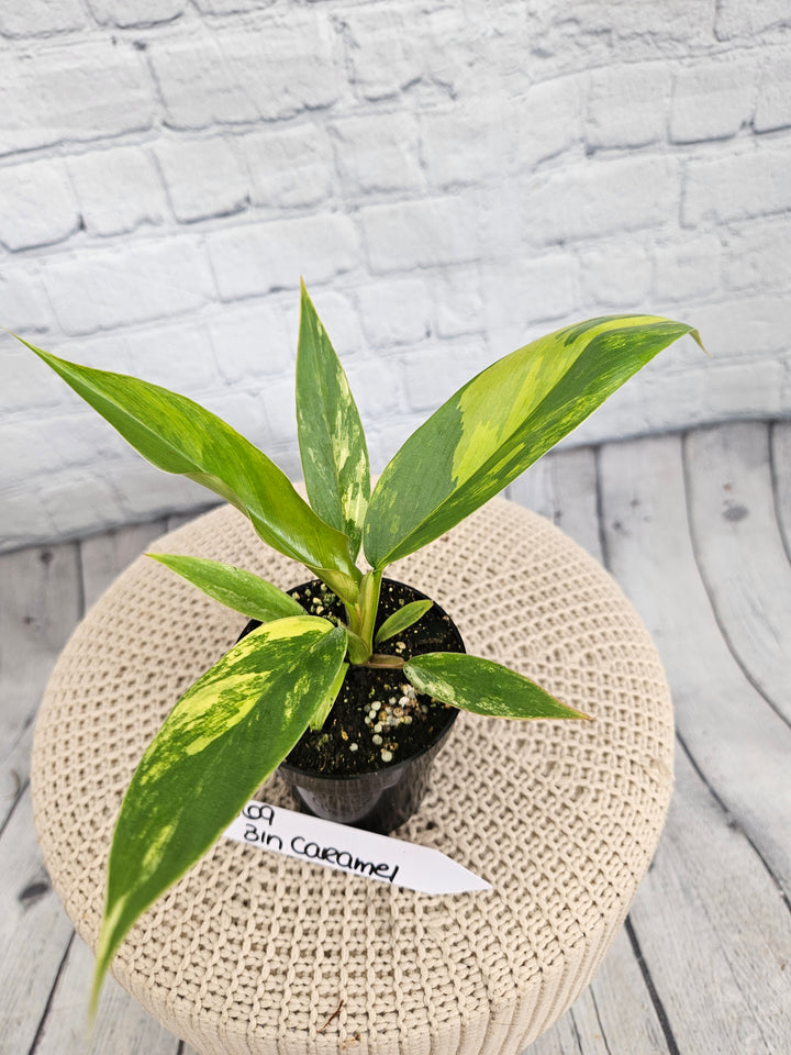 Philodendron Caramel Marble (3in)-869