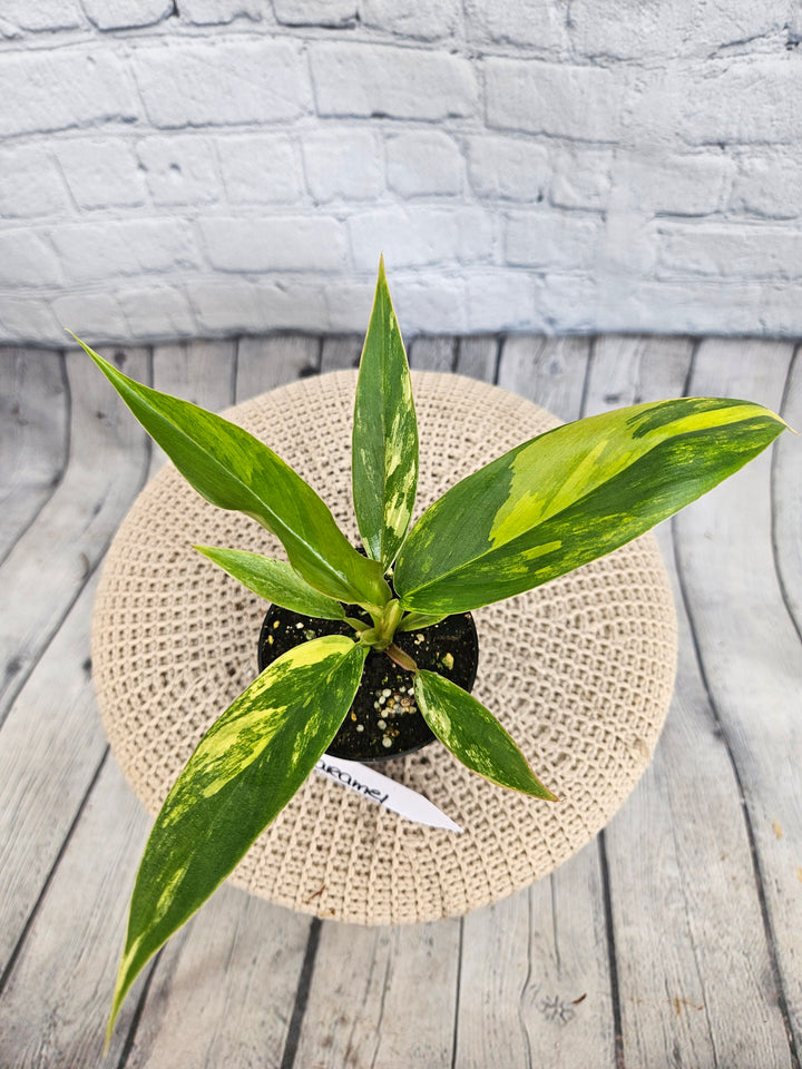 Philodendron Caramel Marble (3in)-869