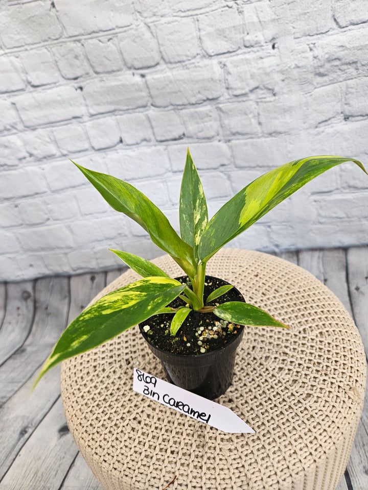 Philodendron Caramel Marble (3in)-869