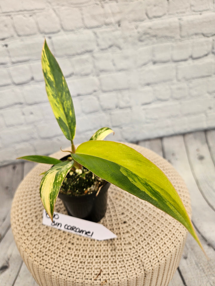 Philodendron Caramel Marble (3in)-870
