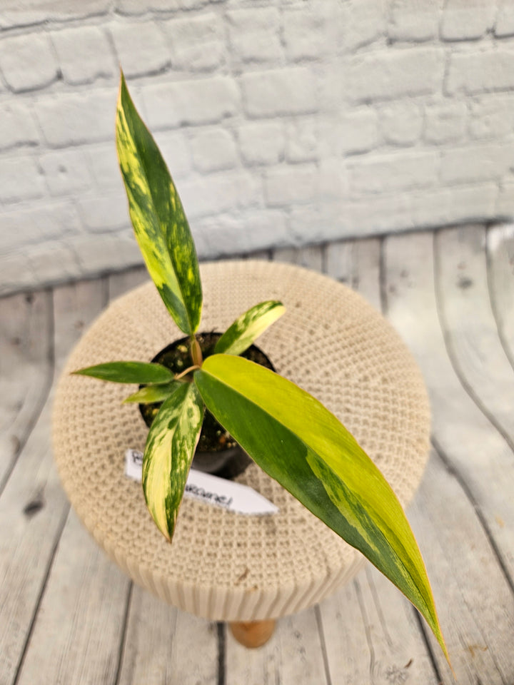 Philodendron Caramel Marble (3in)-870