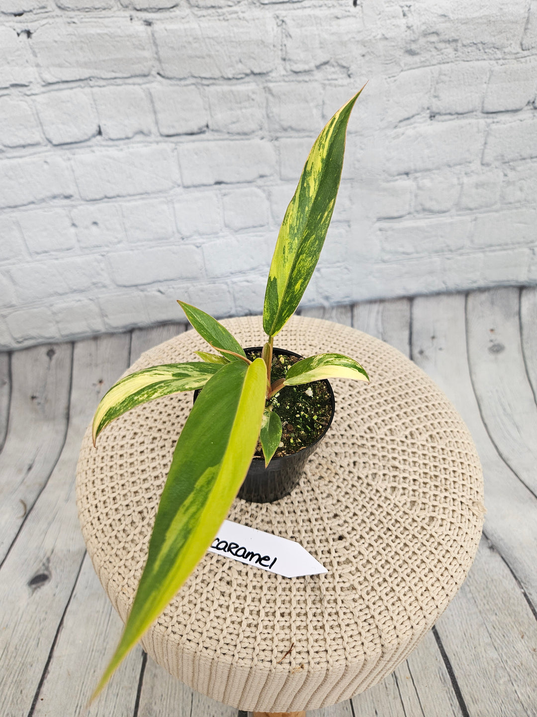 Philodendron Caramel Marble (3in)-870