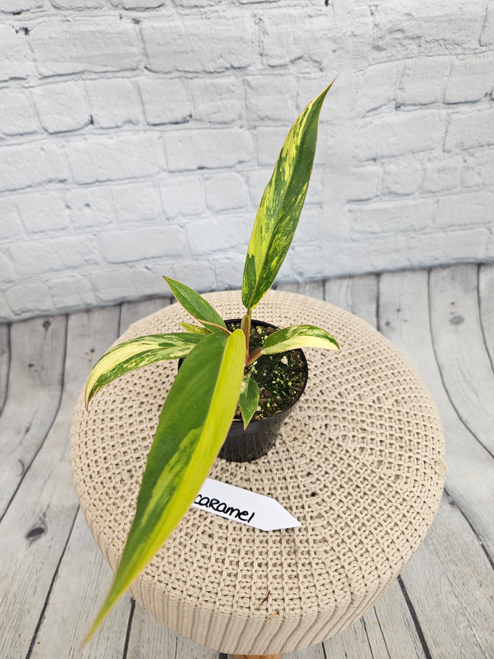 Philodendron Caramel Marble (3in)-870