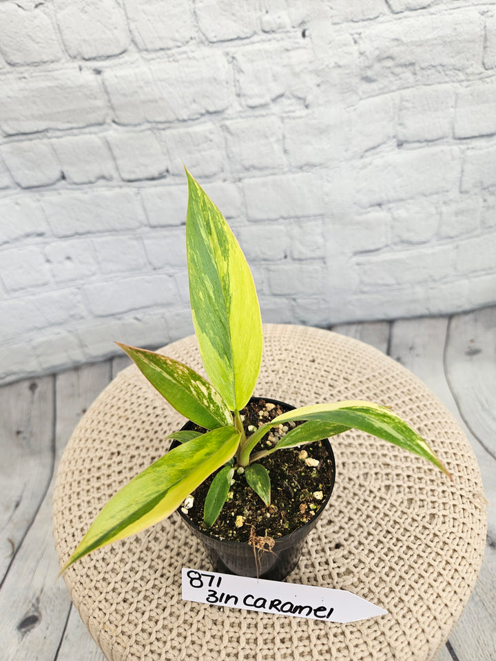Philodendron Caramel Marble (3in)-871