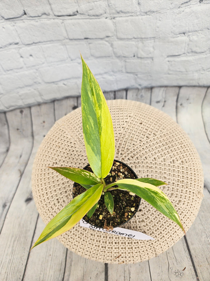 Philodendron Caramel Marble (3in)-871
