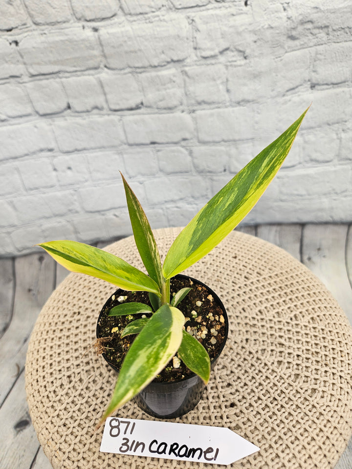 Philodendron Caramel Marble (3in)-871