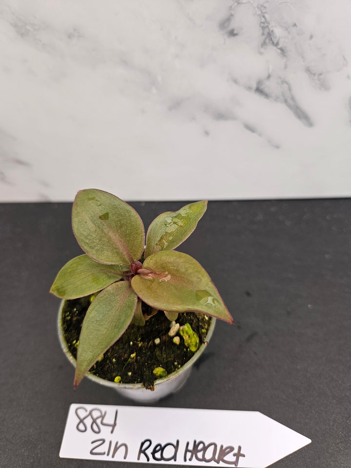 Philodendron Red Heart (2in)-884