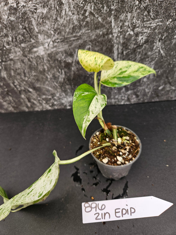 Epipremnum Pinnatrum Marble (2in)-896