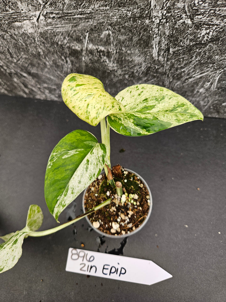 Epipremnum Pinnatrum Marble (2in)-896