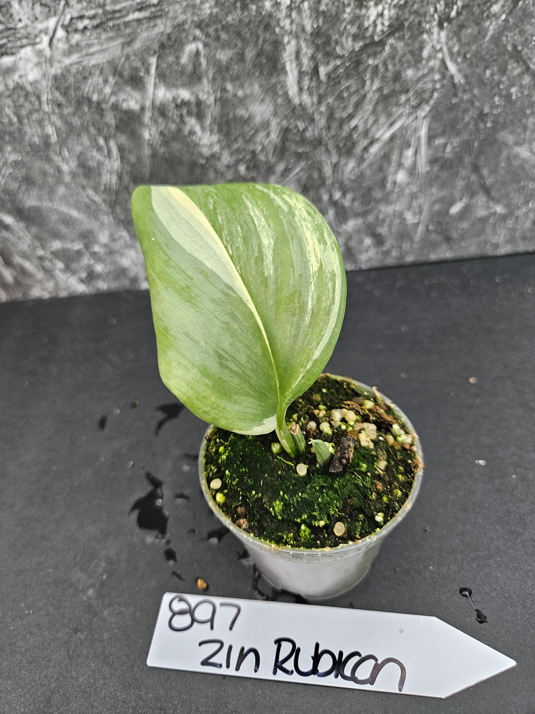 Scindapsus Variegated Rubicon (2in)-897