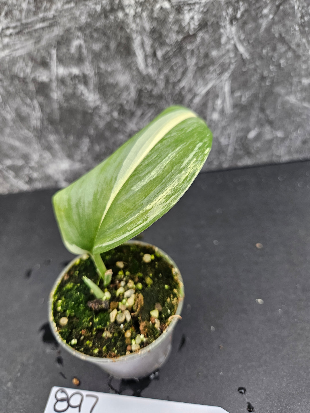 Scindapsus Variegated Rubicon (2in)-897