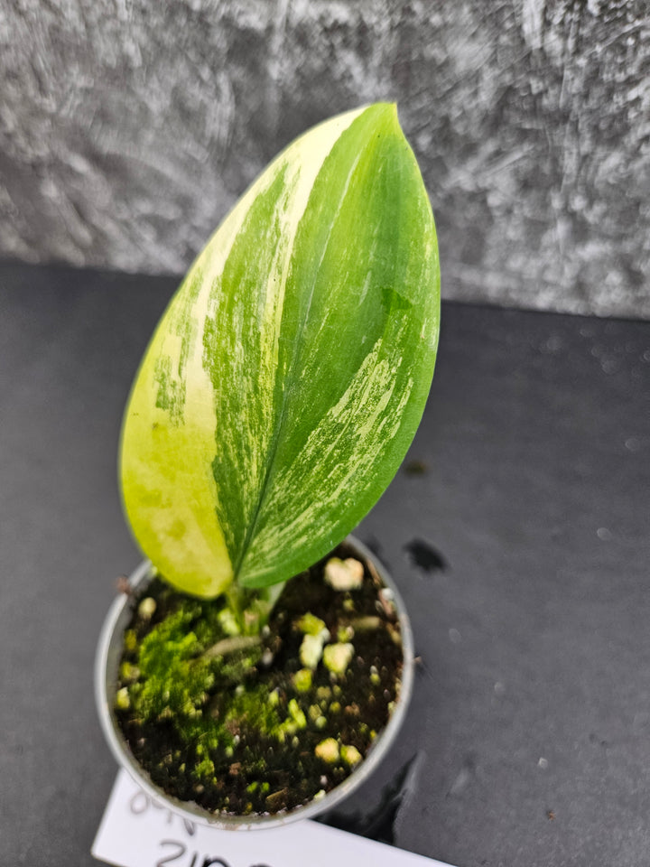 Scindapsus Variegated Rubicon (2in)-898
