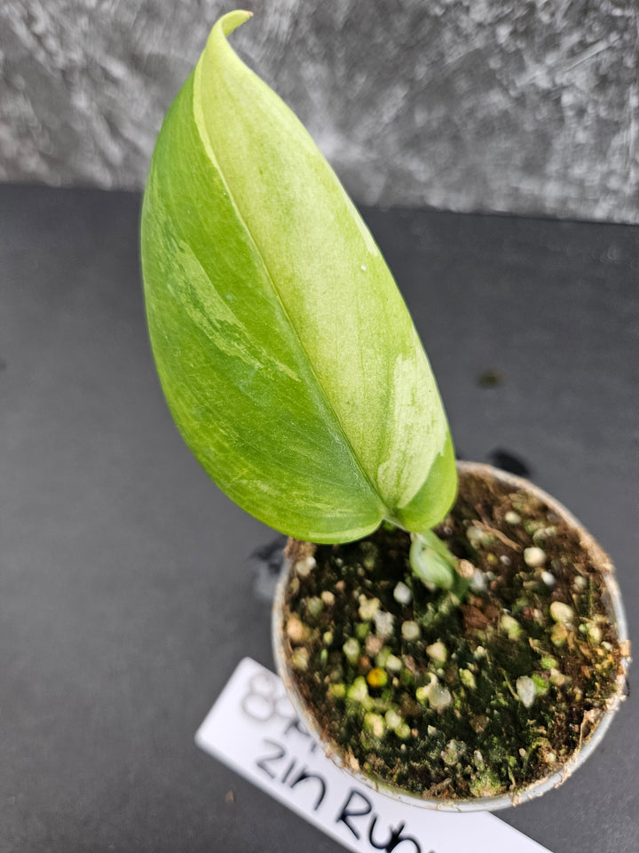 Scindapsus Variegated Rubicon (2in)-899