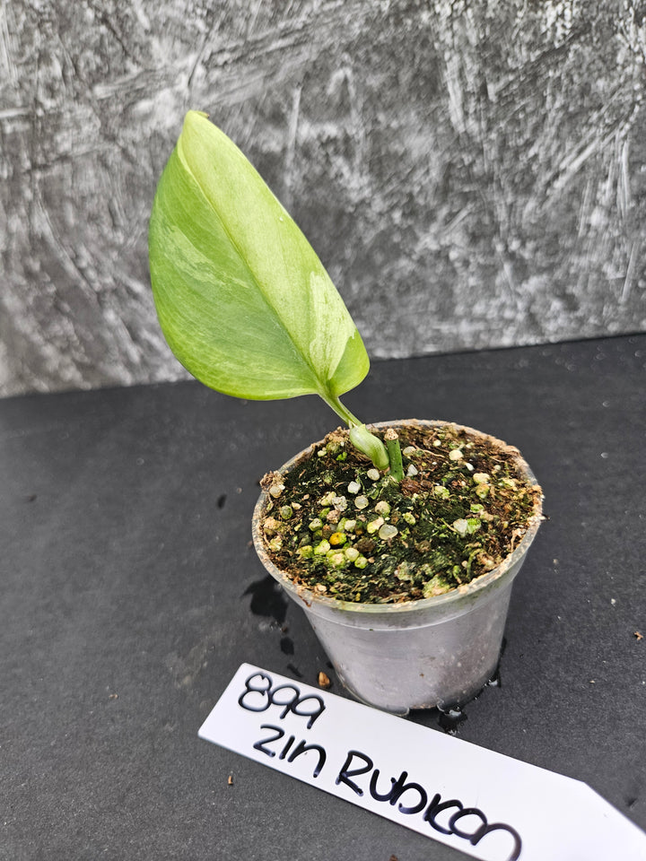 Scindapsus Variegated Rubicon (2in)-899